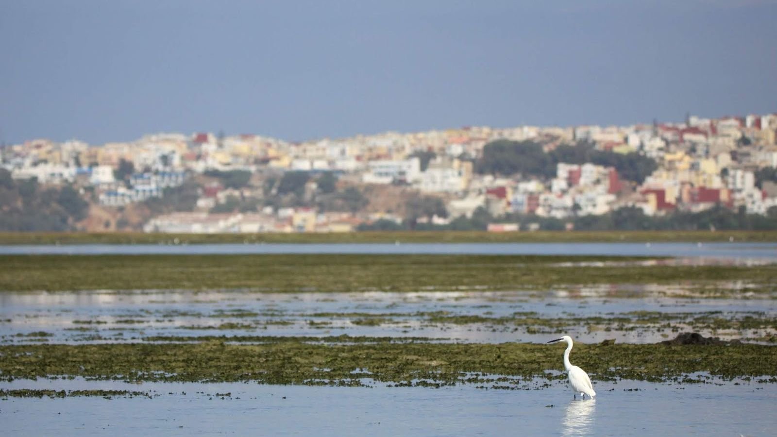 Birdwatching in Morocco Wetlands and National Parks