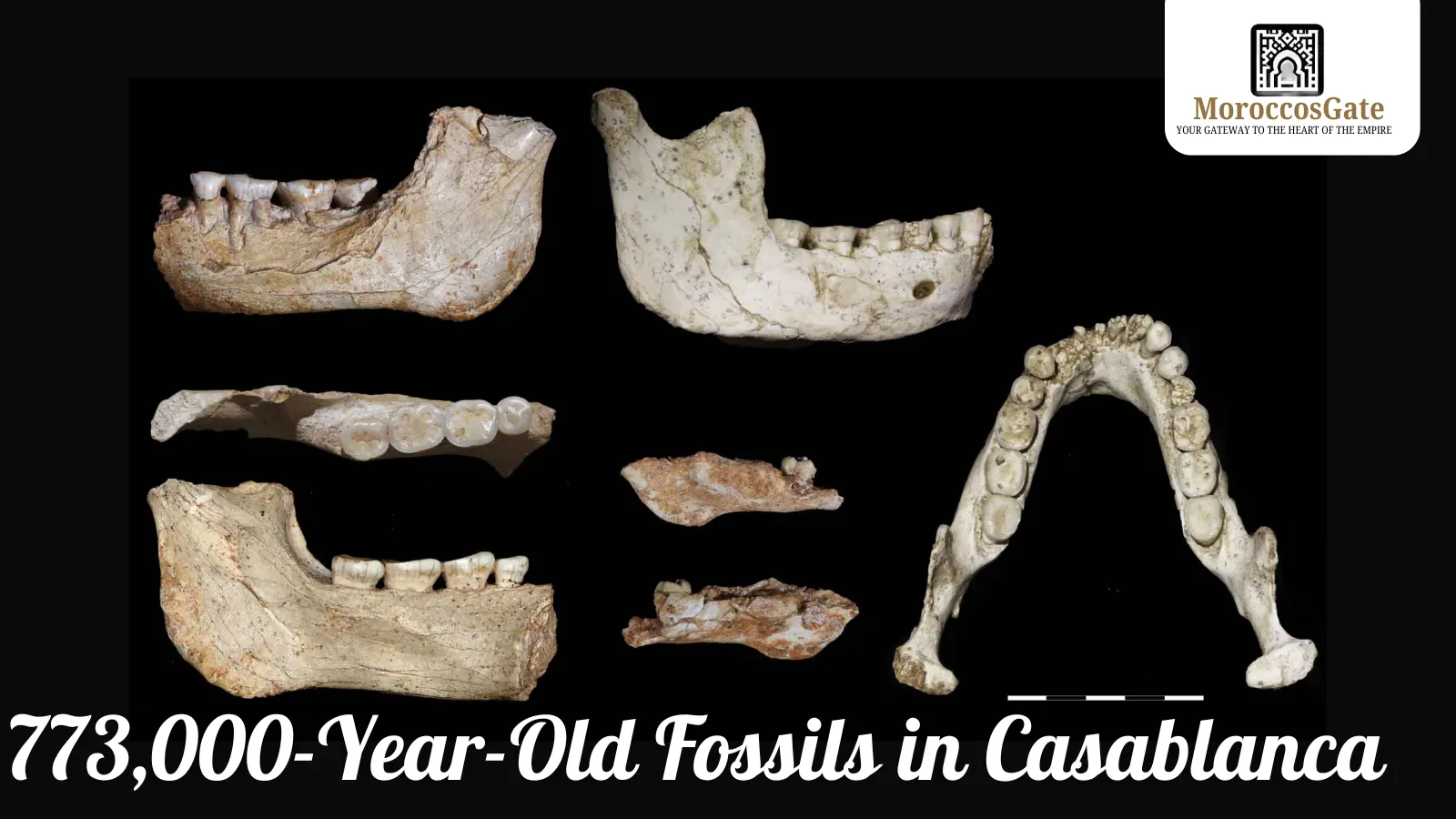 Grotte à Hominidés